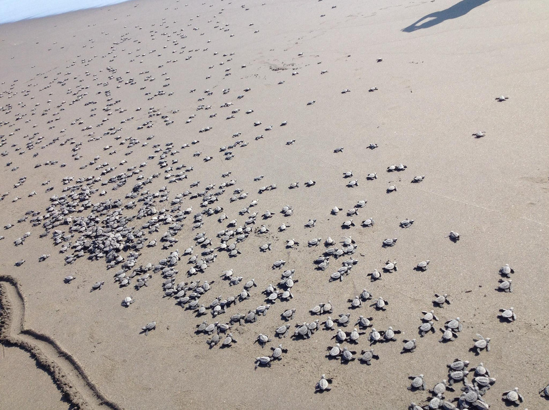 EL Madresal-Tonala必去景点