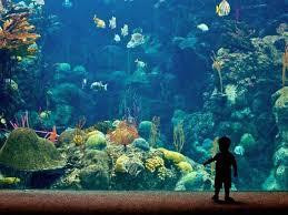 佛罗里达水族馆-坦帕必去景点