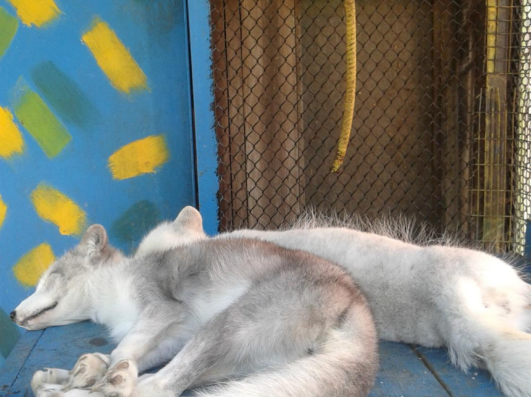 Chita City Zoo-赤塔必去景点