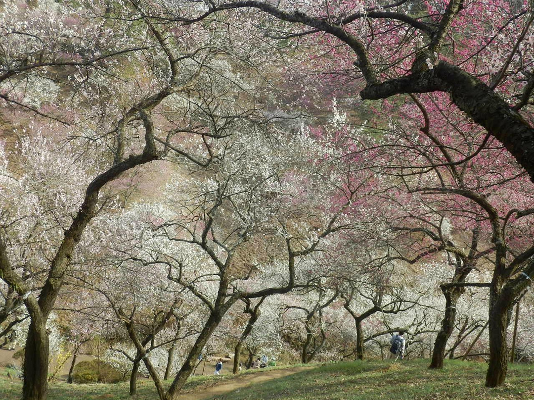 Yoshino Prum Groves-青梅市必去景点