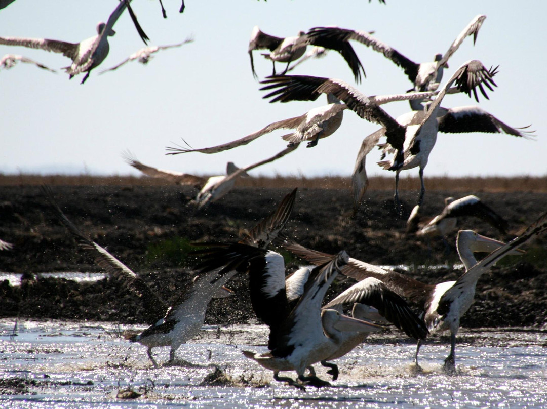 Australia Wide Safaris Carmor Plains Wildlife Reserve Air Boat Tours景点图片