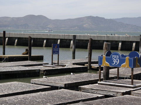 Sea Lion Center-旧金山必去景点