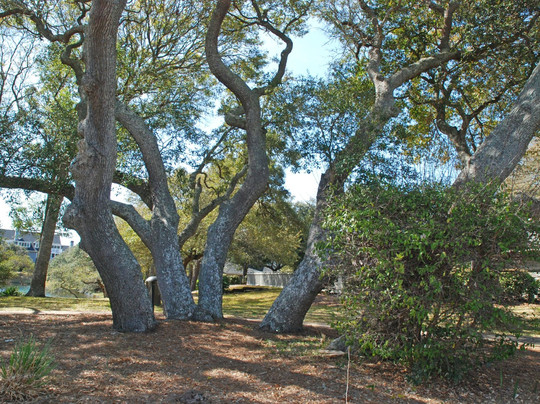 Cumberland Terrace by Palmetto主图