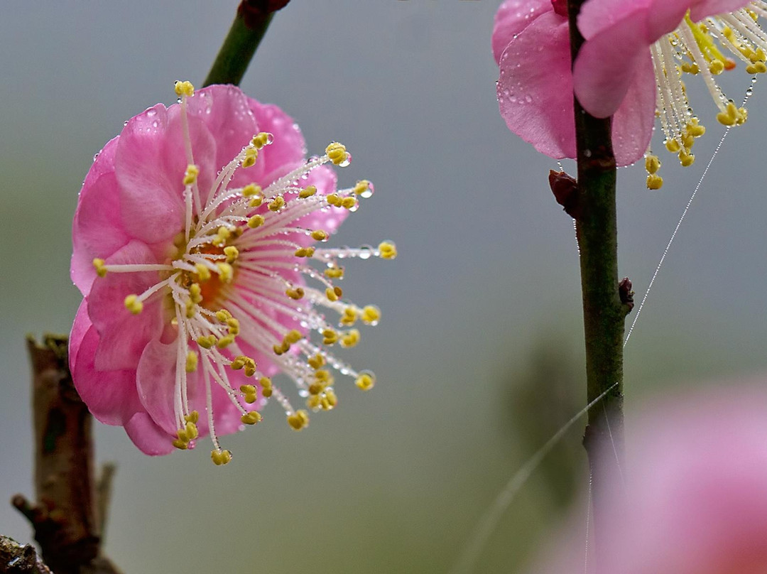 嘉道理农场暨植物园-香港必去景点