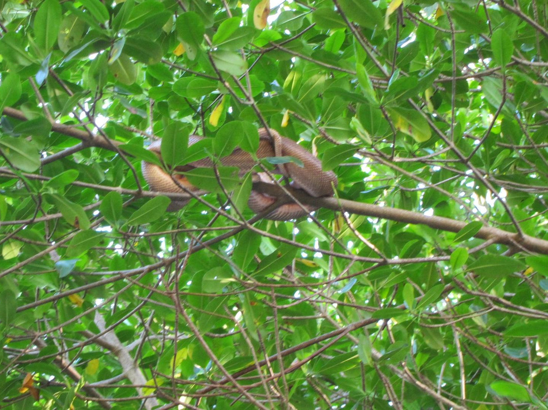 Caroni Lagoon National Park-特立尼达必去景点