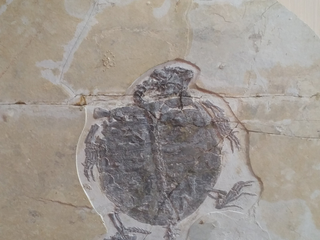 朝阳鸟化石国家地质公园-朝阳市必去景点