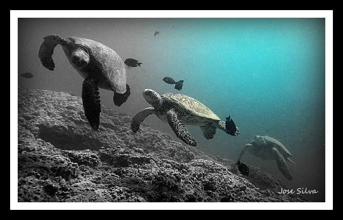 5 Star Scuba-卡纳帕利必去景点