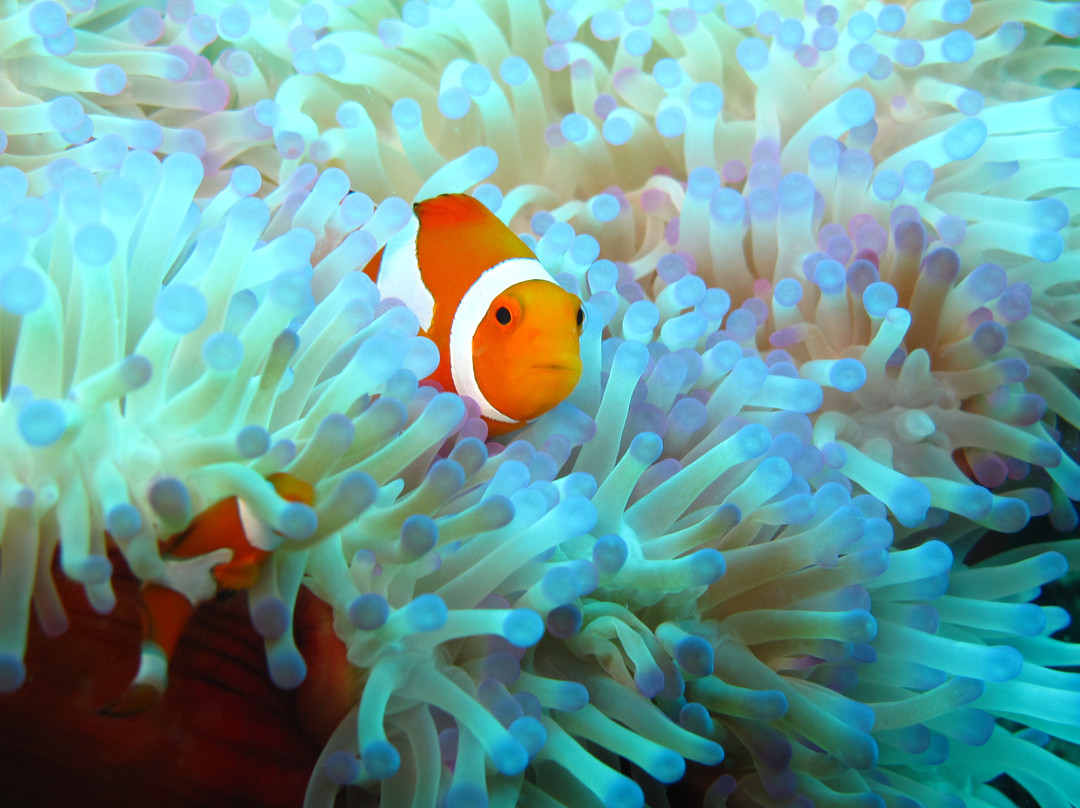 Thalassa Dive Resorts Indonesia景点图片