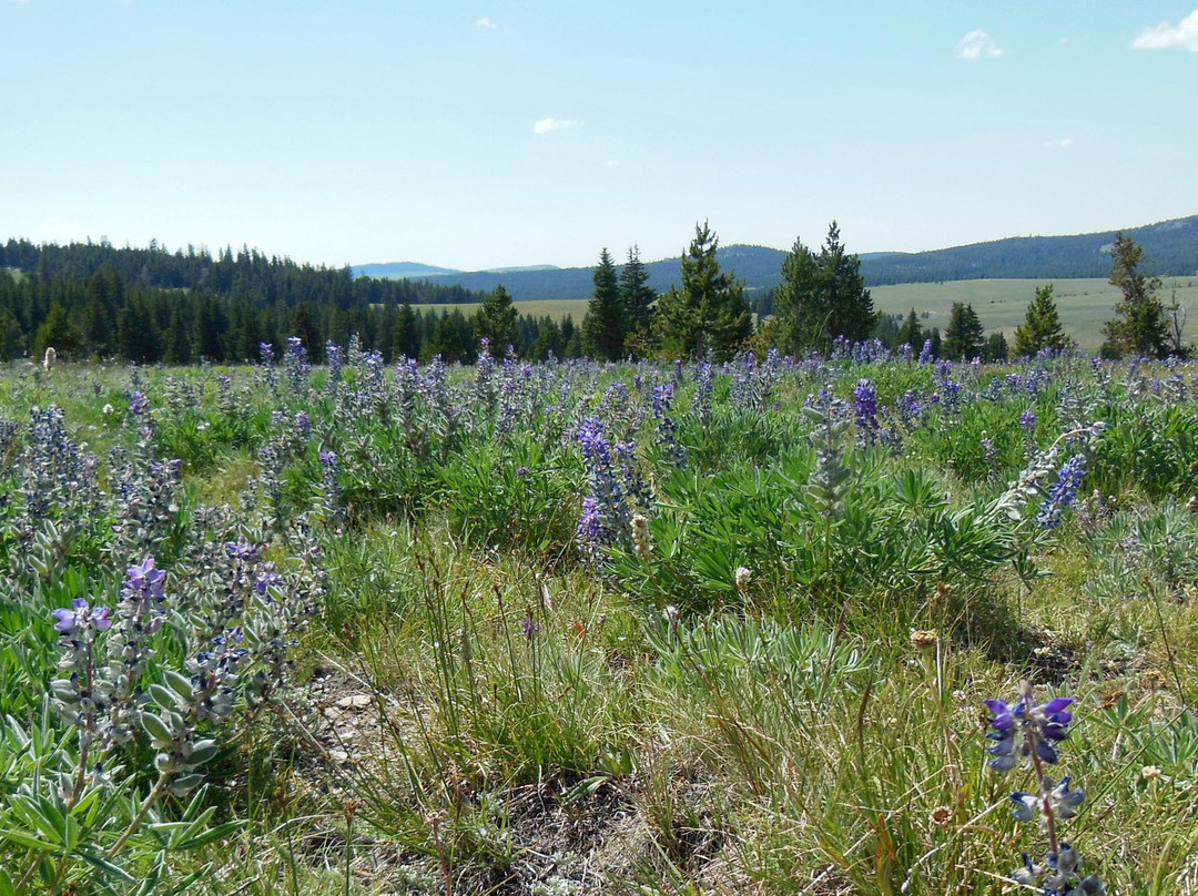 Bighorn National Forest-谢里登必去景点
