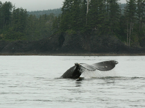 Sitka Sound Tours-锡特卡必去景点
