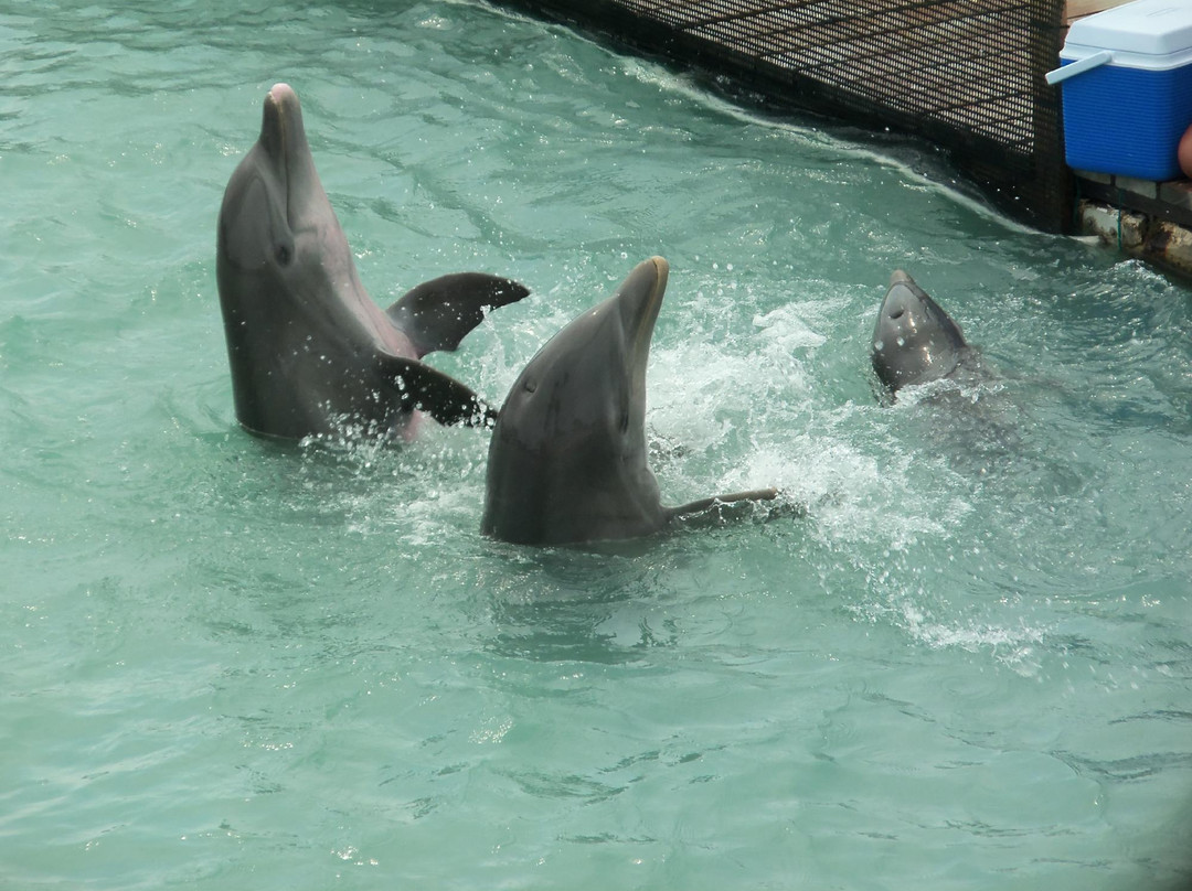 海豚发现秀-女人岛必去景点