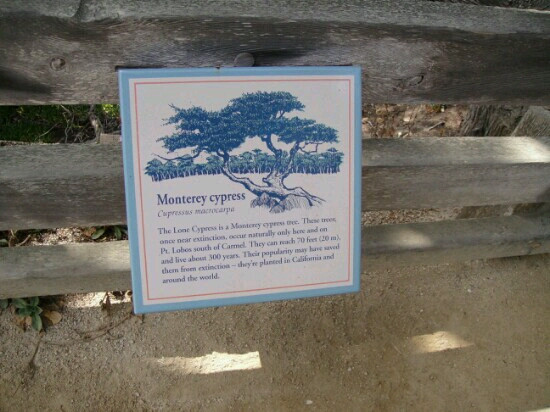 Oregon's Largest Monterey Cypress-布鲁金斯必去景点