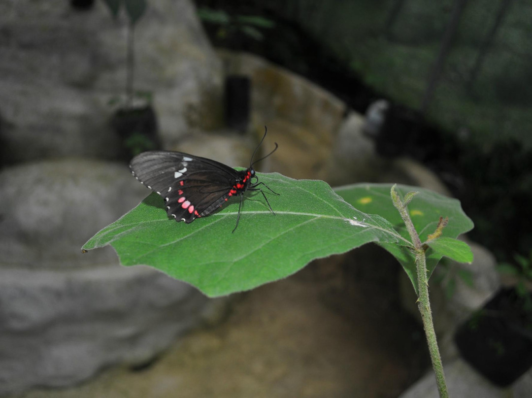 The Motmot Jungle-福德圣卡洛斯必去景点