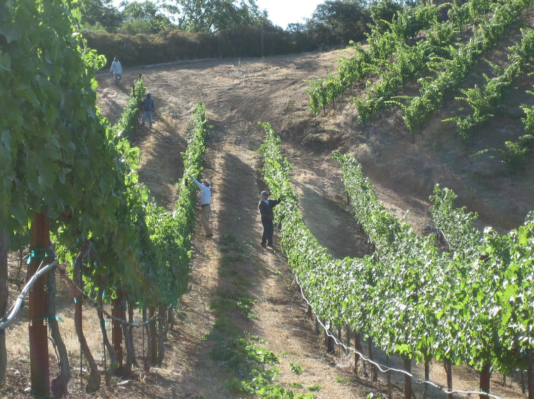 BobDog Winery-Cloverdale必去景点