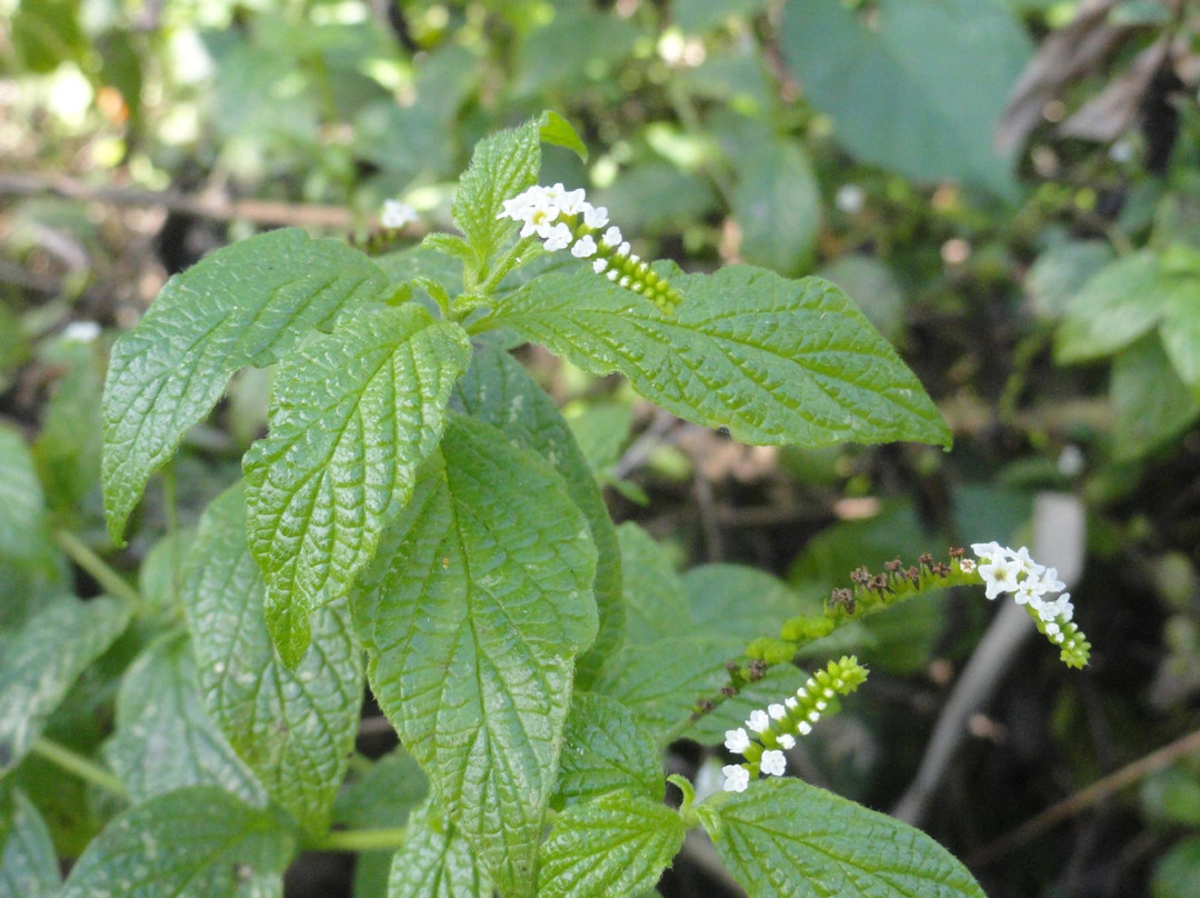 Paleo Hammock Preserve-圣露西港必去景点