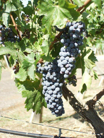 Lenora Winery-拉蒙纳必去景点