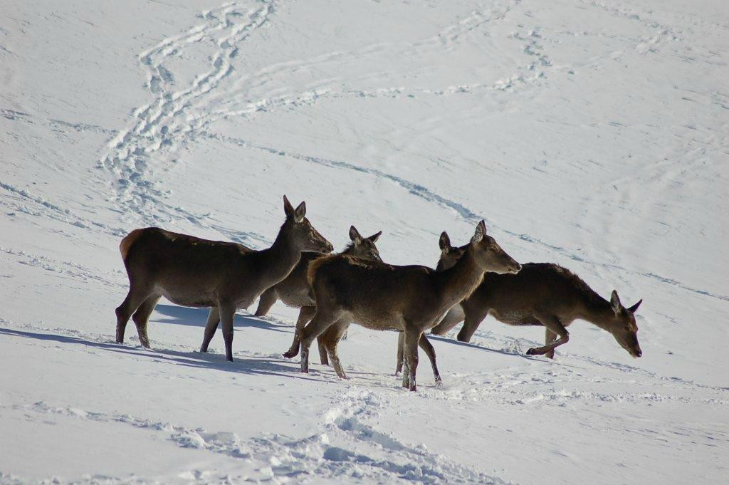 Alpenhotel Pflüglhof主图