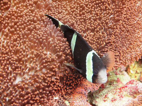 Bali Bubbles Dive Center-甘地达萨必去景点