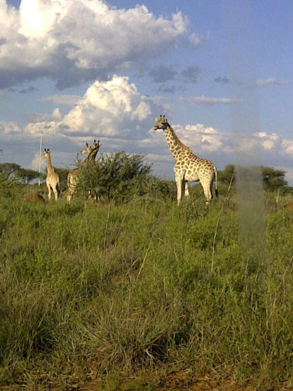 Mafikeng Game Reserve景点图片