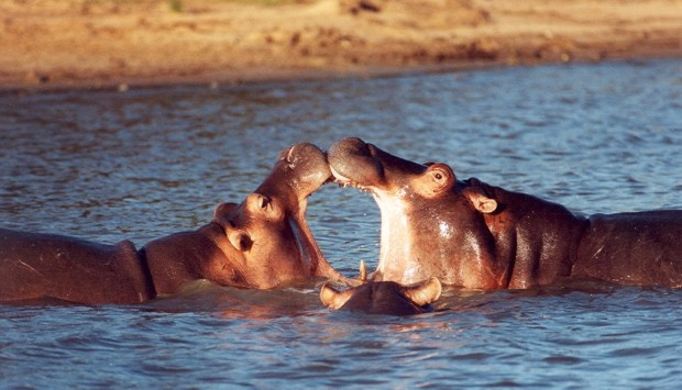 Journey Into Africa Tours and Safaris - Day Tours-比勒陀利亚必去景点