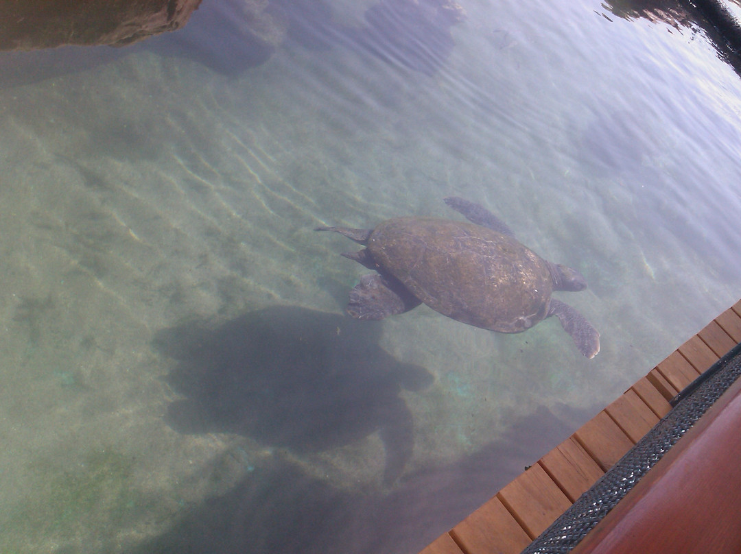 Underwater Observatory Marine Park-埃拉特必去景点