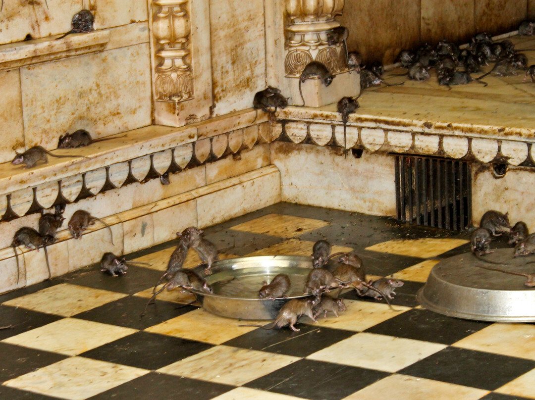 Karni Mata Temple-Deshnoke必去景点