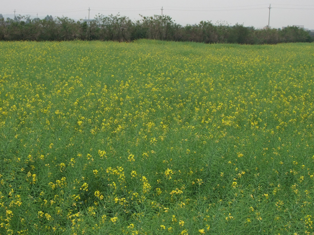 广州从化宝趣玫瑰世界-从化市必去景点