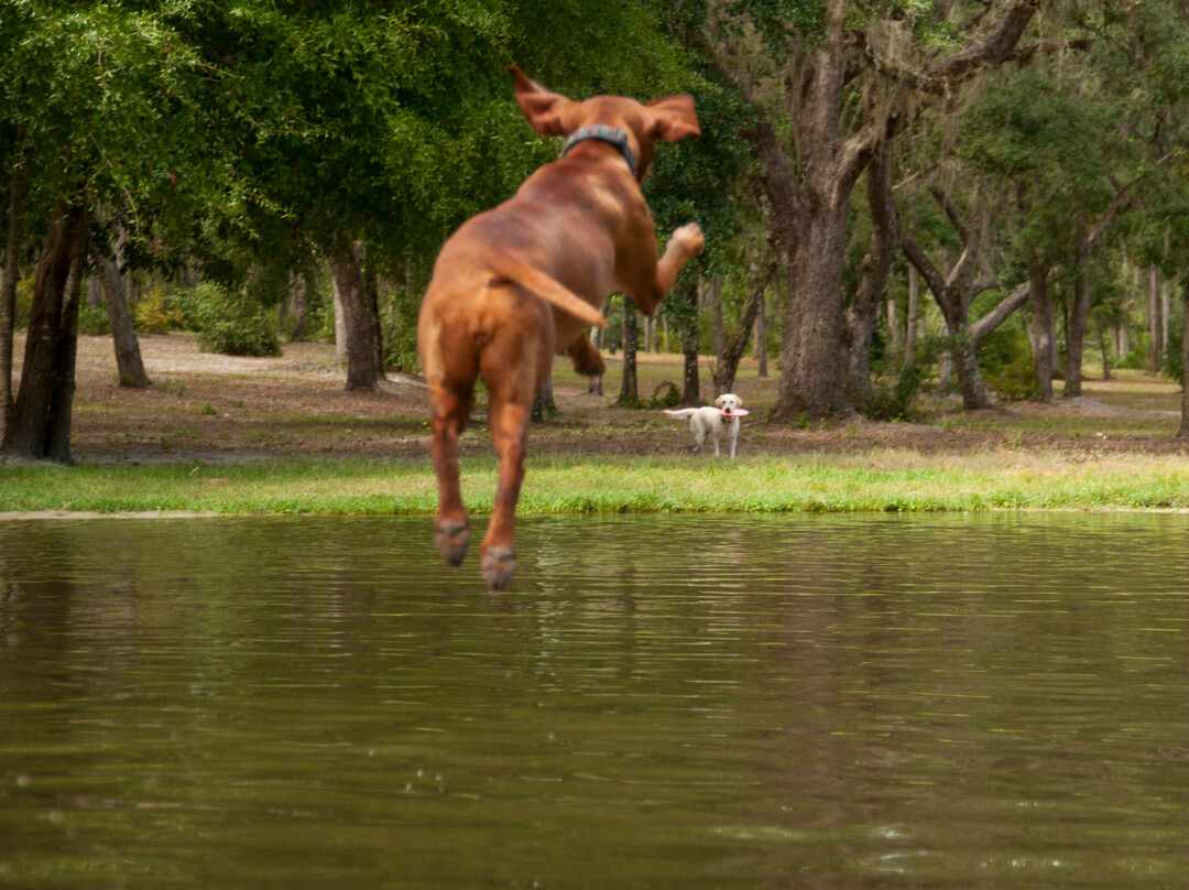 Bark Central Dog Park-因弗内斯必去景点