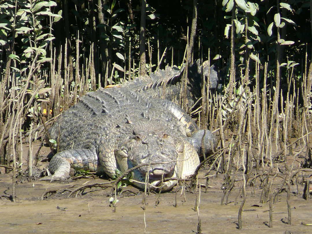 Solar Whisper Wildlife and Crocodile Cruises on the Daintree river-Daintree必去景点