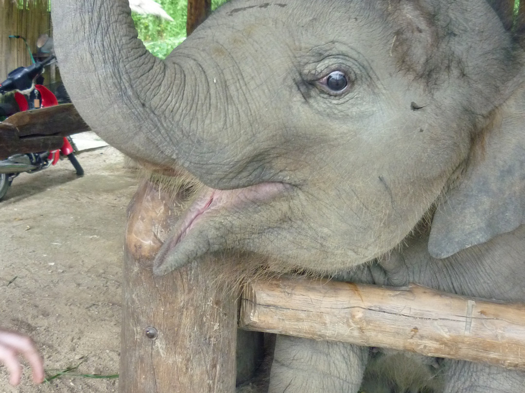 Thai Elephant Conservation Center-南邦必去景点