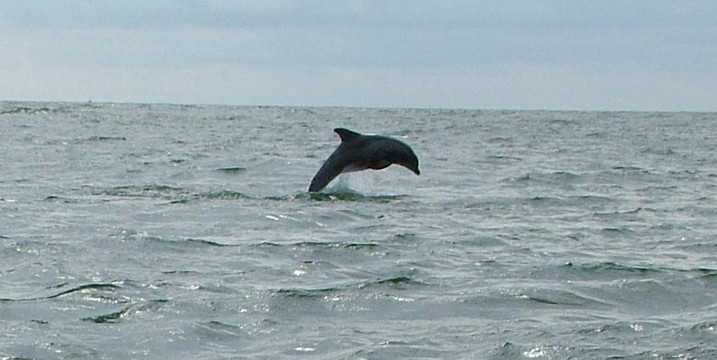 Chincoteague Cruises & Nature Tours-钦科蒂格岛必去景点