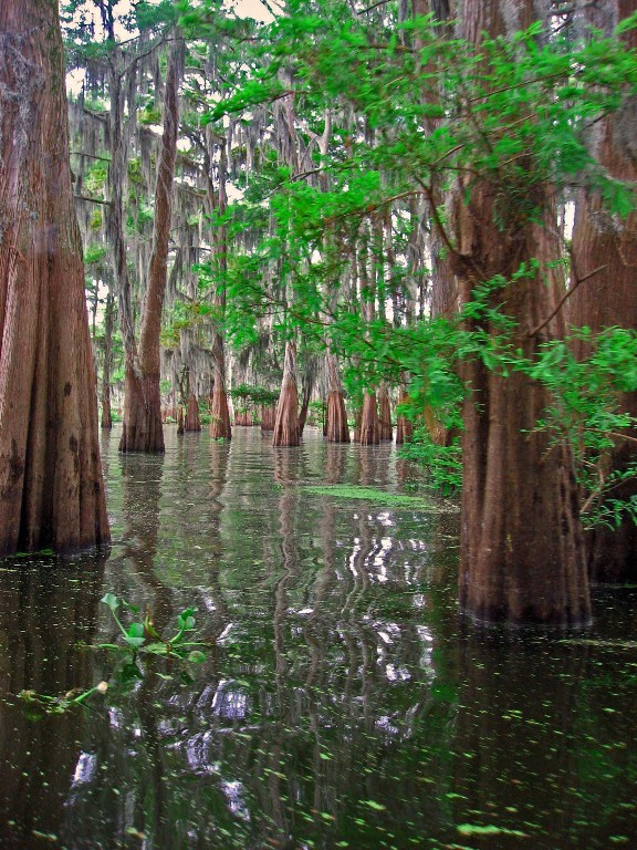 The Atchafalaya Experience景点图片