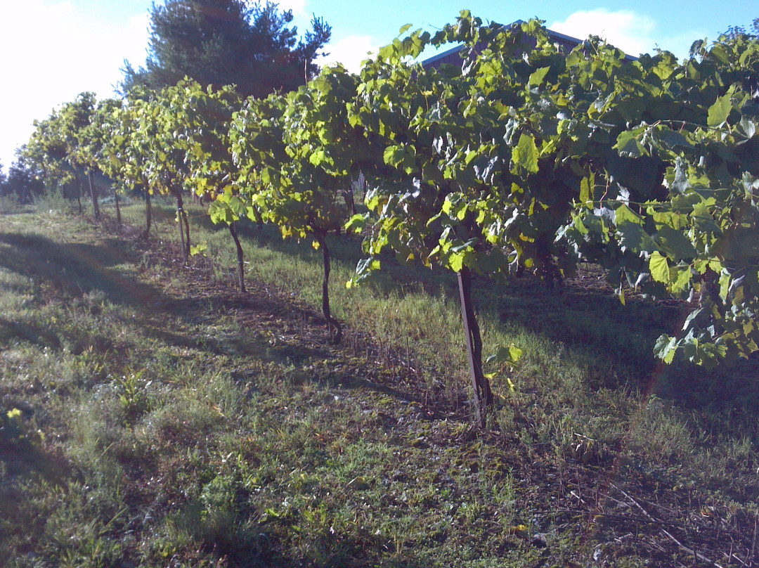 Demarest Hill Winery景点图片
