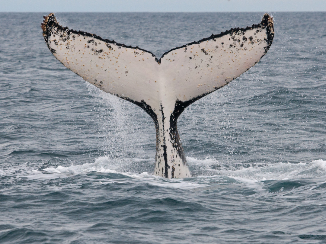 Wildlife Coast Cruises-考斯必去景点