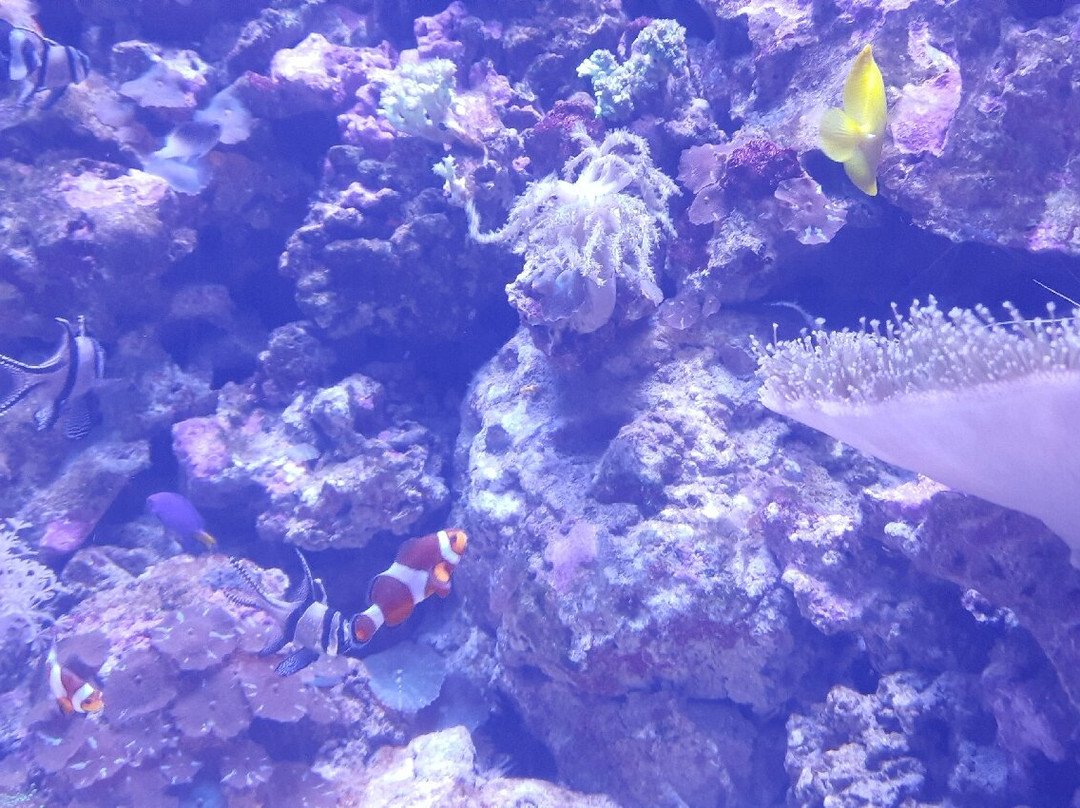 Sochi Discovery World Aquarium-Kurortny Gorodok必去景点
