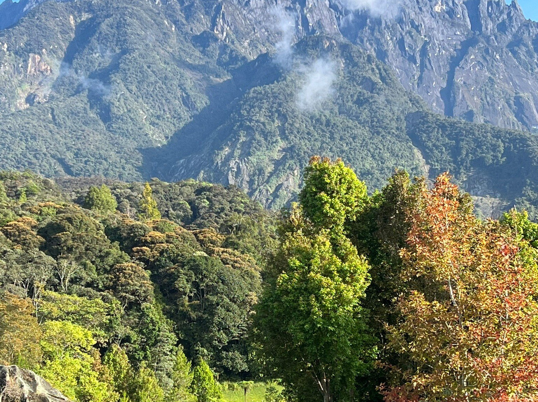 Poring Treetop Canopy Walk景点图片