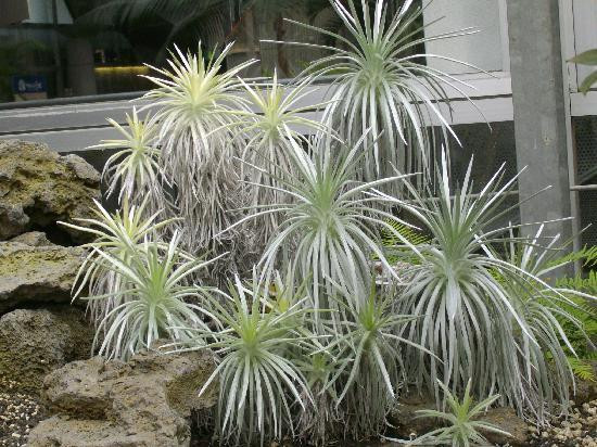 花开植物馆-大阪市必去景点