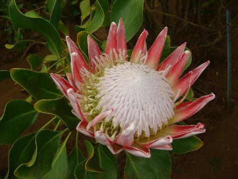 Sunrise Protea Farm-库拉必去景点
