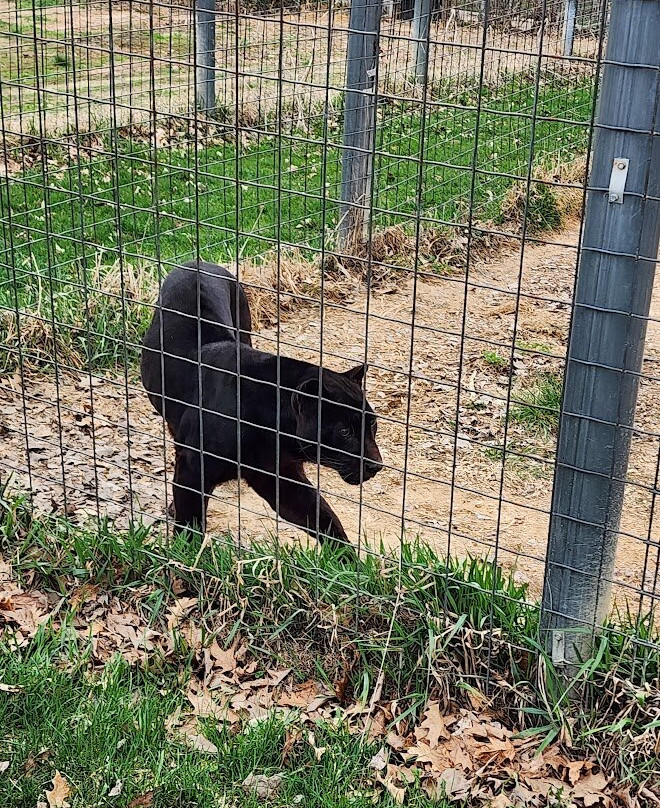 Wisconsin Big Cat Rescue景点图片