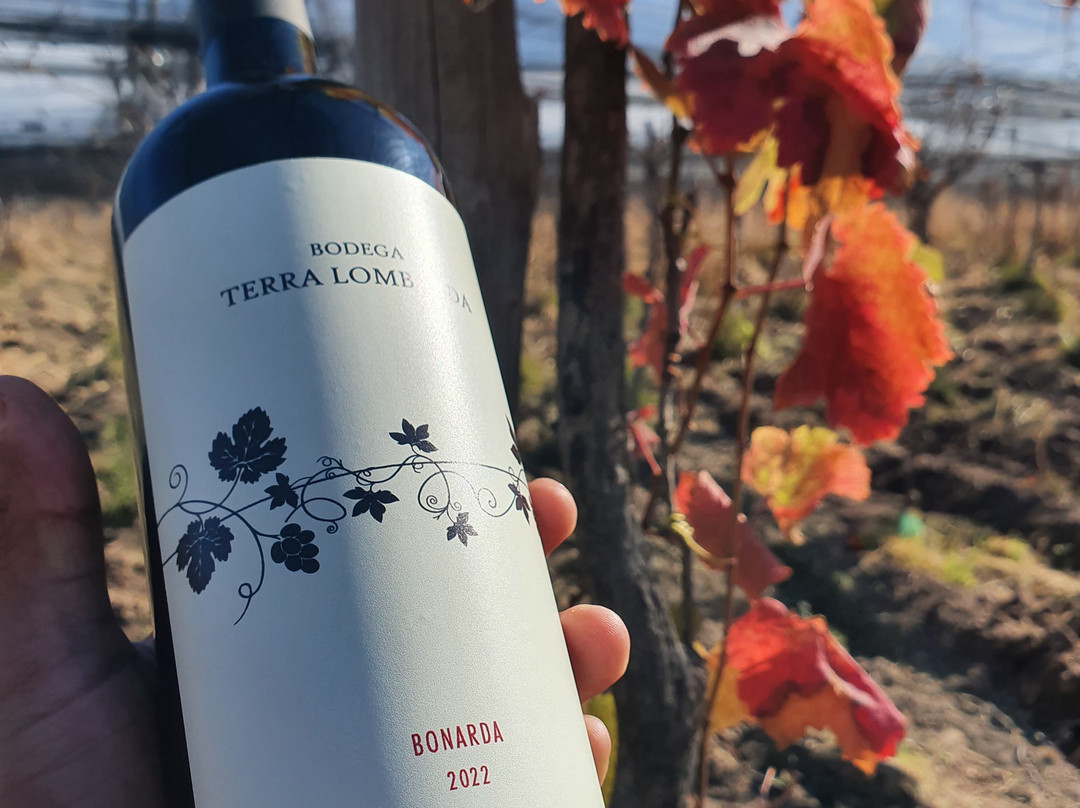 Bodega Terra Lombarda-圣拉斐尔必去景点