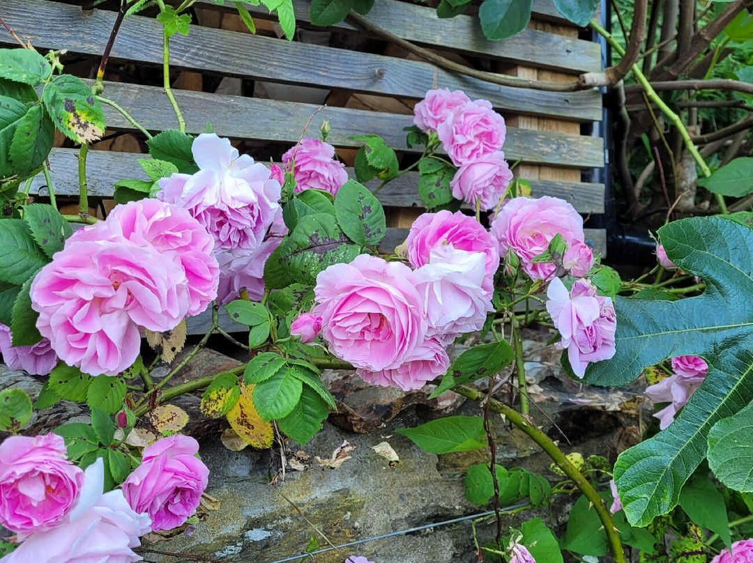 Silver Cottage主图