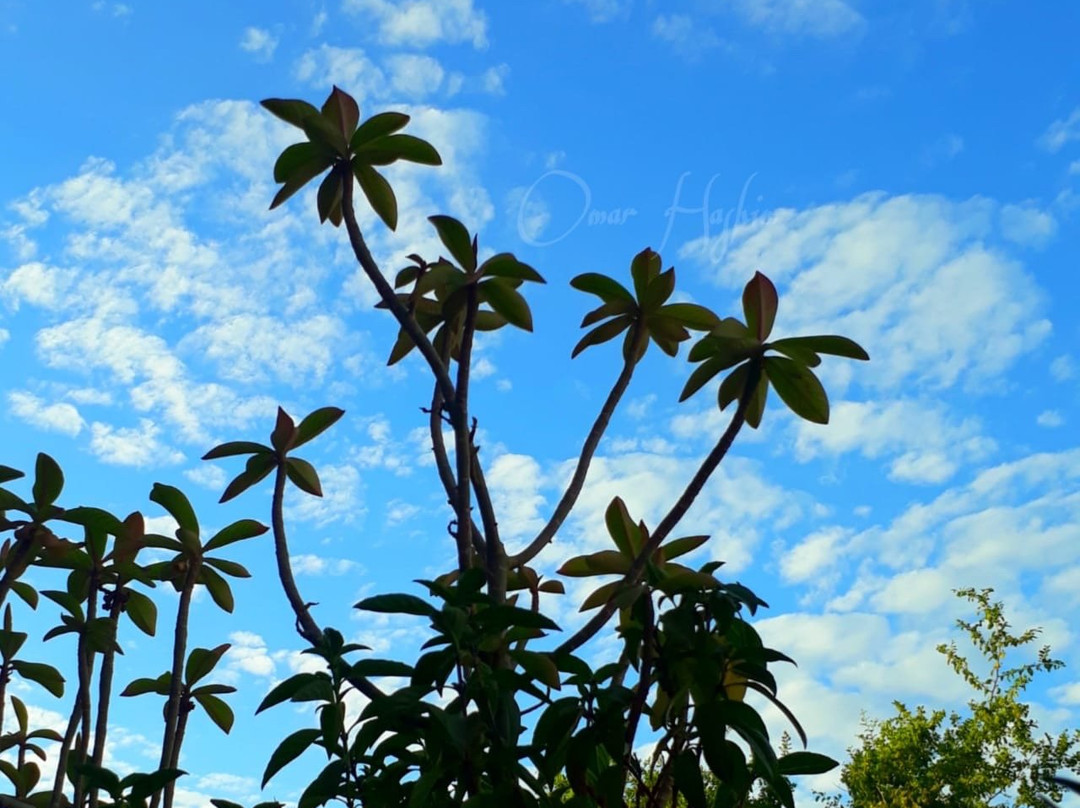 Jordan Frogman Aqaba-亚喀巴必去景点