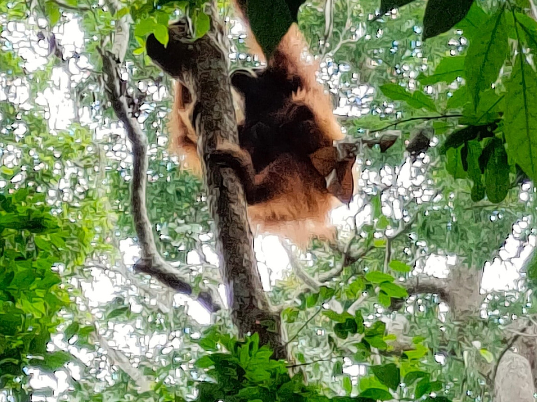 Sumatra Orangutan Tour & Trek景点图片