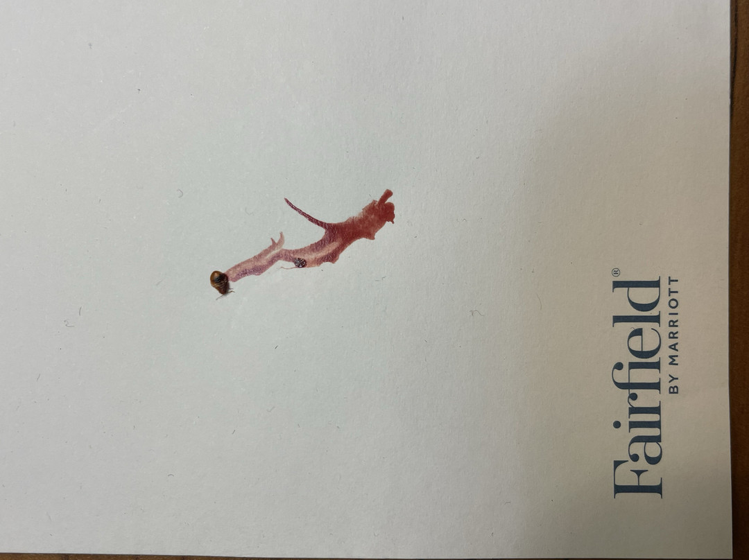 Fairfield by Marriott Inn & Suites Watertown Thousand Islands主图