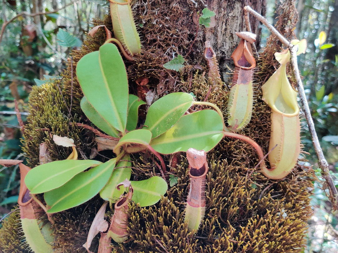 Maliau Basin Conservation Area-斗湖必去景点