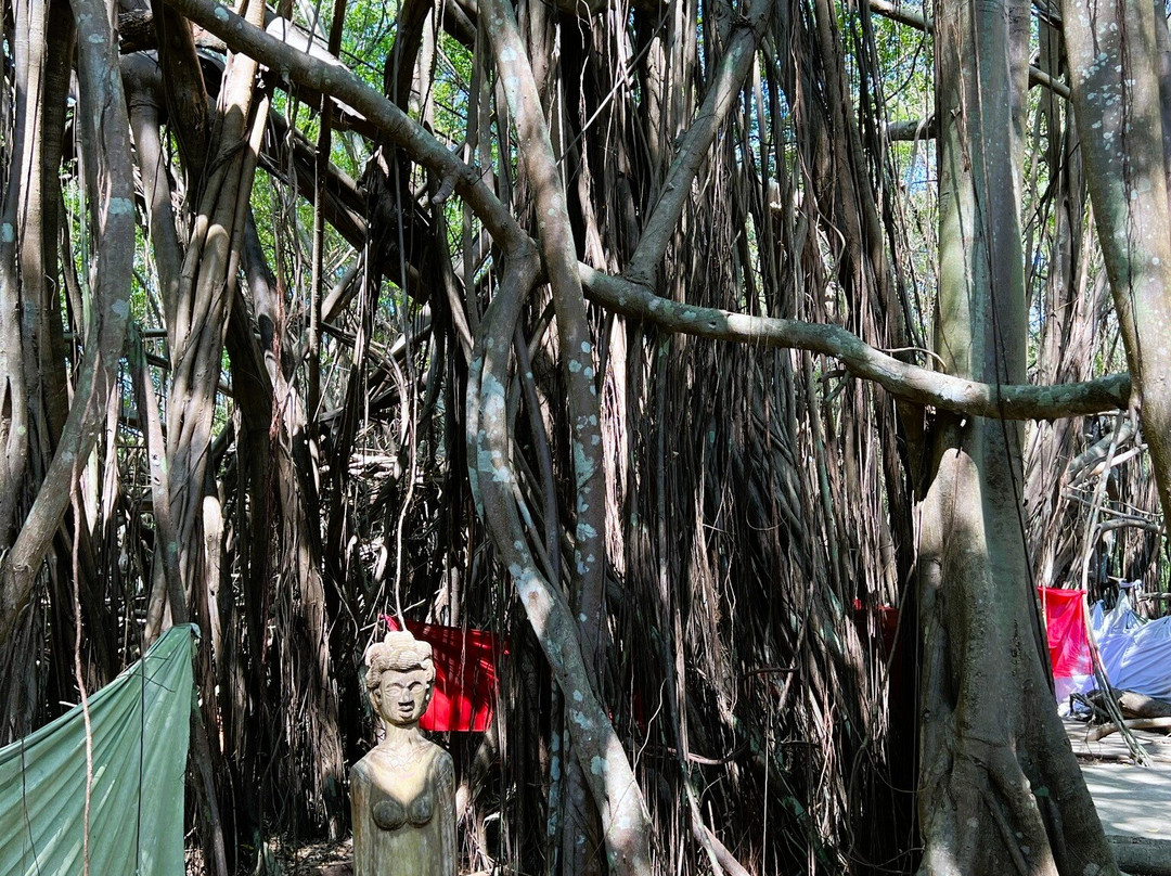 Arbre Sacré De Mahatsinjo景点图片