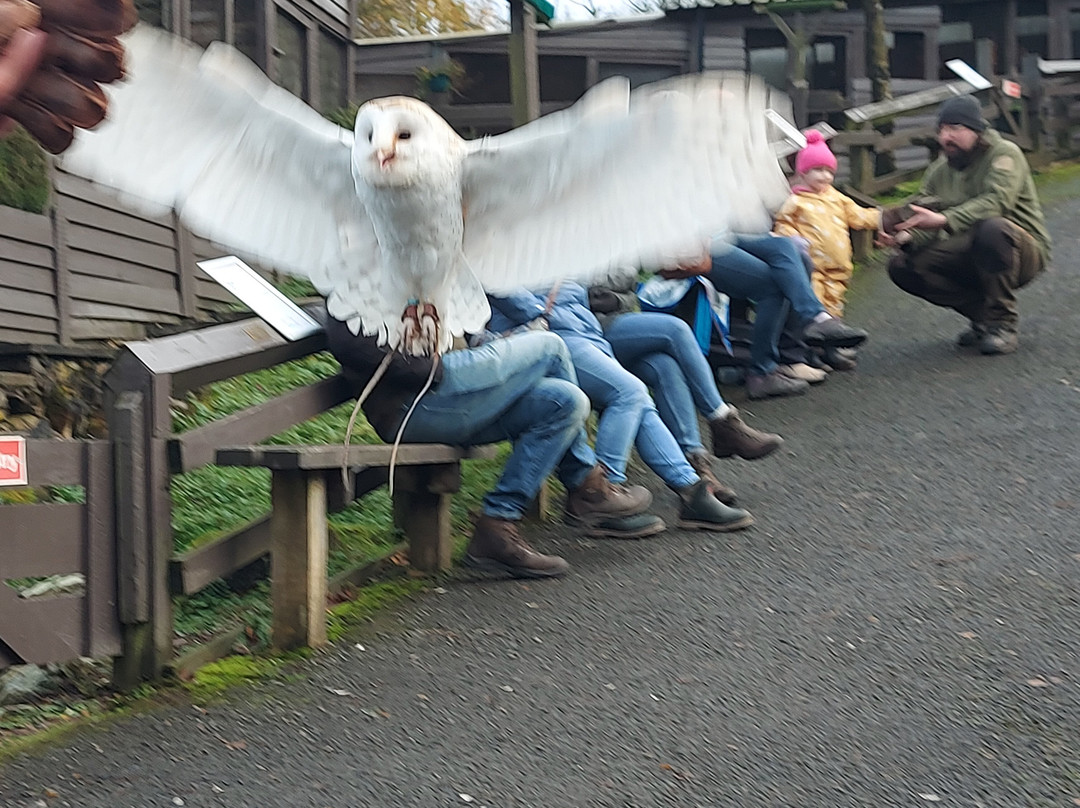 Kielder Water Bird of Prey Centre景点图片