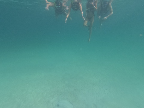 Marine Life Akumal MX-艾库玛尔必去景点