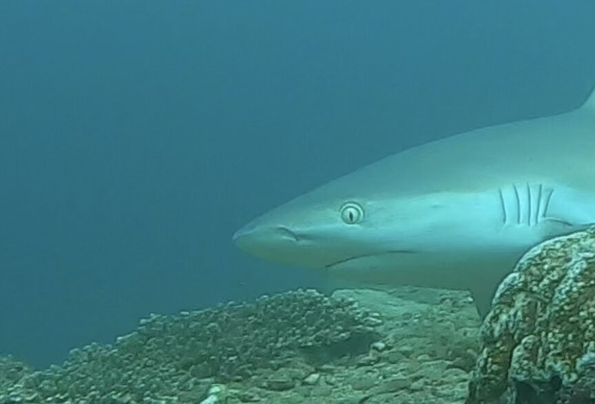 Joy Dive Maldives-萨芙莉岛必去景点