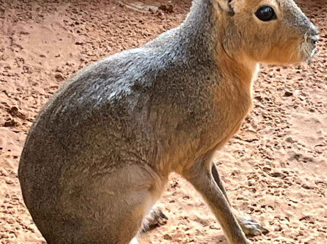 UAE Pygmy Zoo-阿治曼必去景点